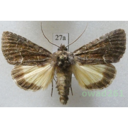Thalpophila matura (Hufnagel, 1766) Czech27a